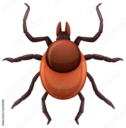 A mite tick on white background