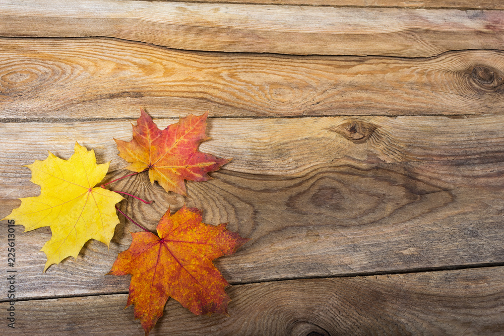 Obraz premium Happy Thanksgiving rustic greeting with fall maple leaves