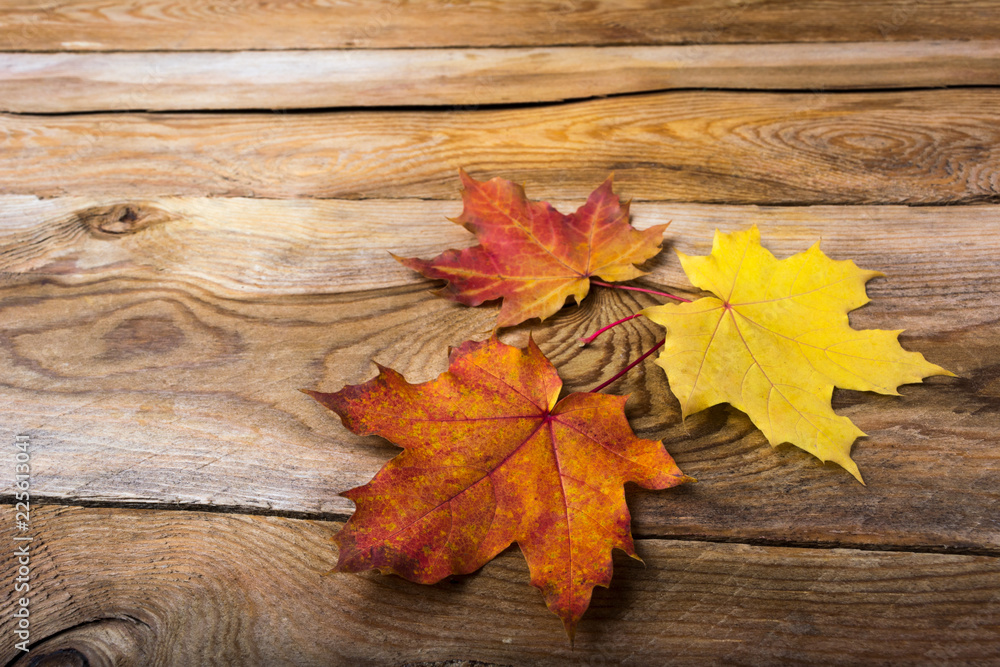 Thanksgiving or fall symbol maple leaves, copy space Thanksgiving or fall symbol maple leaves, copy space