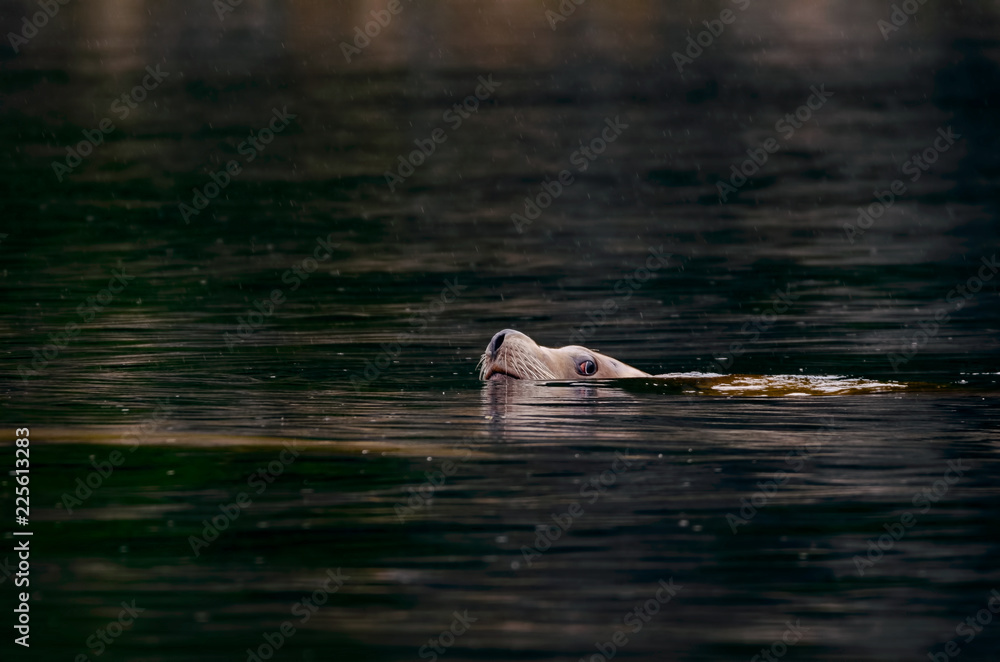 Fototapeta premium Sea Lion on the British Columbia Coast