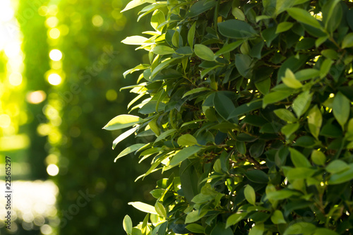 Morning in the garden with sunshine