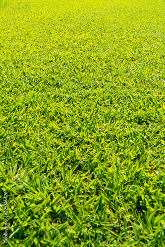Green turf of the background