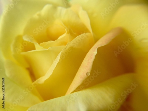 Yellow Rose With Drop Of Water Close Up
