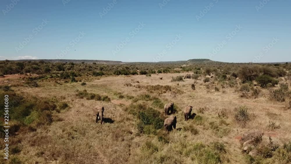 Wild African Elephants filmed by aerial drone Wild African Elephants filmed by aerial drone