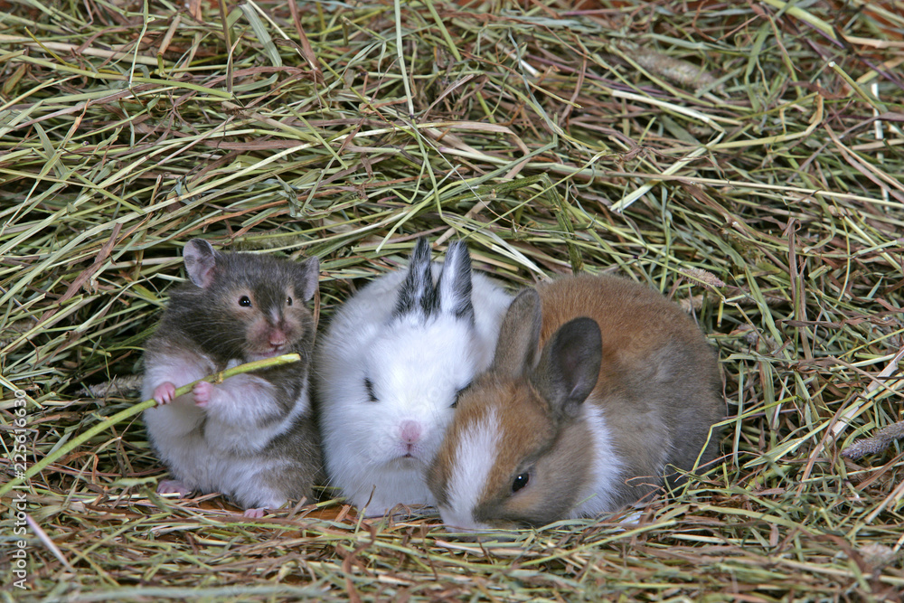 Cute Hamster chewing straw, sitting with baby rabbits in hay Stock ...