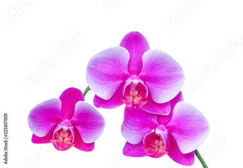 Purple orchids  inflorescence isolated on white background