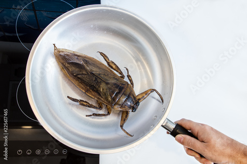 Preparation of edible insects on a cooktop. Large fried cockroach in a pan.