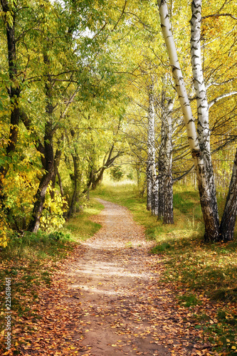 Walkway Lane Path Through Beautiful Fall Forest as Autumn Landscape