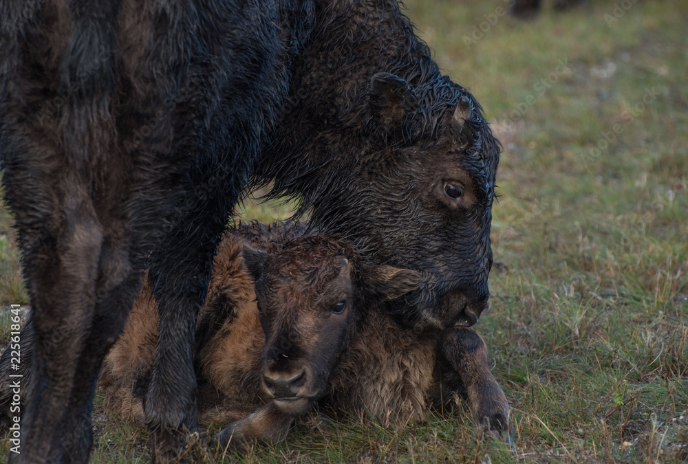 Wood Bison (Bison bison athabascae) or mountain bison in Northern Rockey Mountains Provincial park