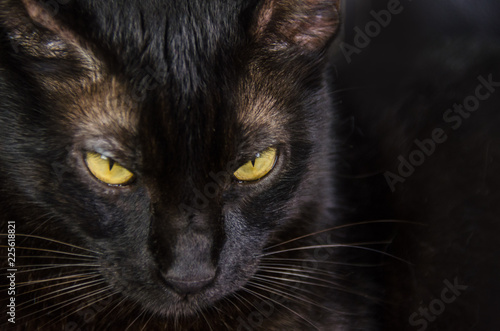 Black cat with yellow eyes © mardoz