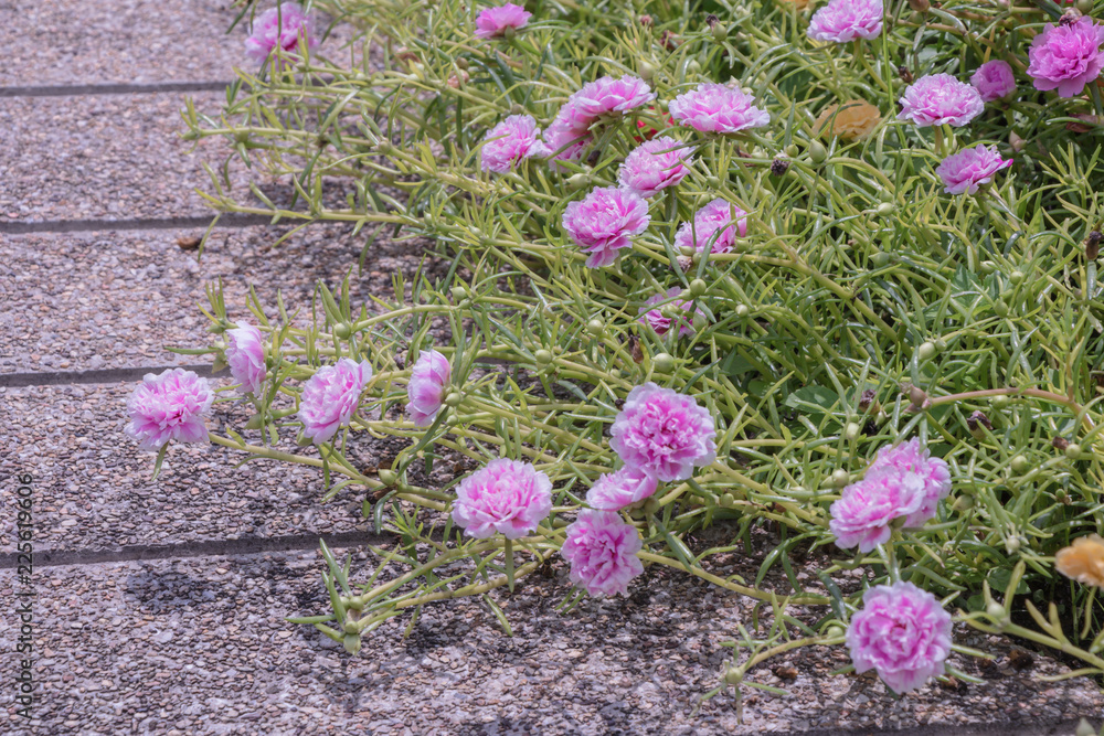 Colorful Common Purslane flower in the garden.Also known as verdolaga