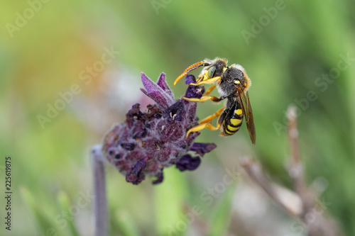 Nomada subcornuta, a species of bee in its natural environment. photo