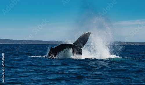 Humpback Whale  © Rohanna