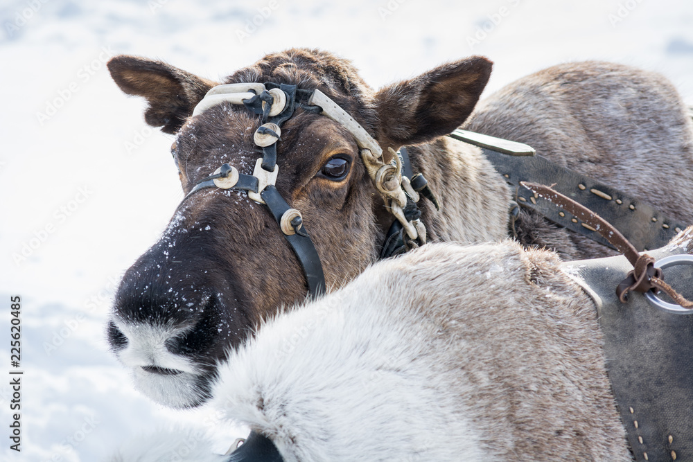 Reindeer Ridable Riding reindeer in leather harness on head in winter camp of Siberia ...
