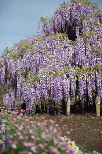 藤の花