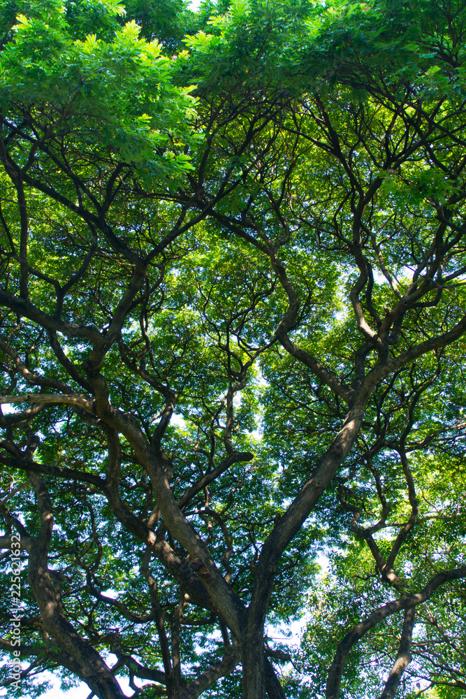 Fototapeta premium space beauty park trees and light