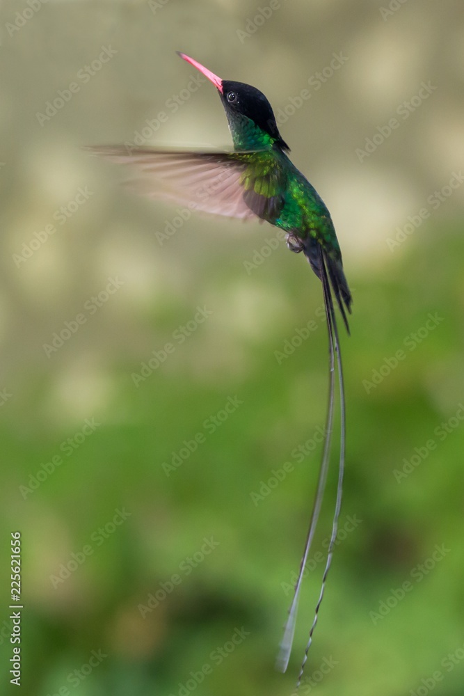 Jamaica's National Bird Doctor Bird Hummingbird ภาพถ่ายสต็อก Adobe