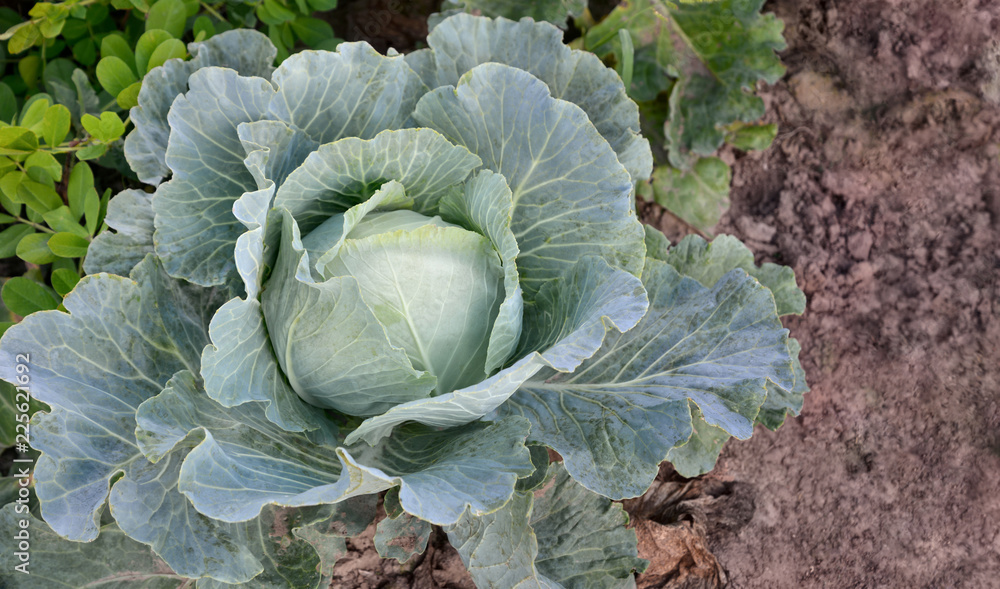 Obraz premium Headed cabbage growing in a vegetable garden