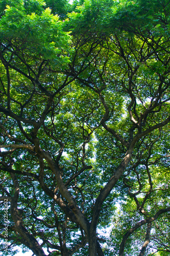 space beauty park trees and light