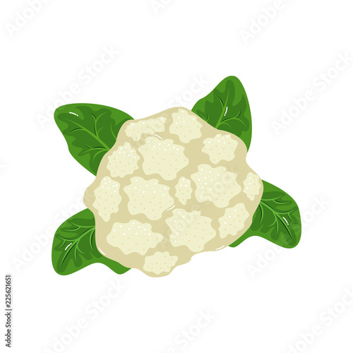 Cauliflower Vegetable Natural Healthy Food Flat Vector Illustration