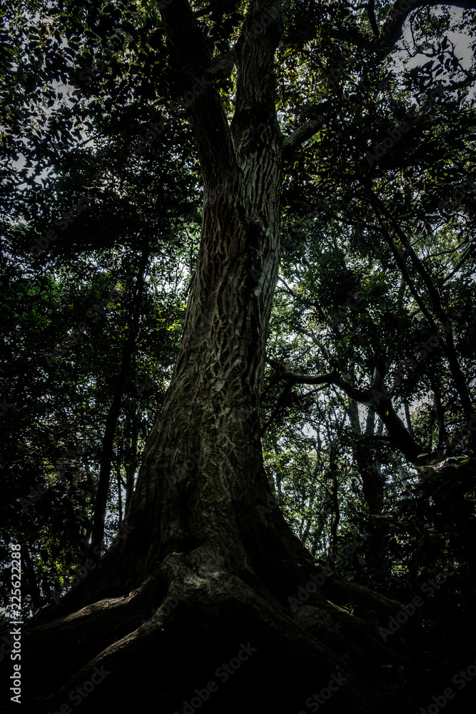 Obraz premium Tree