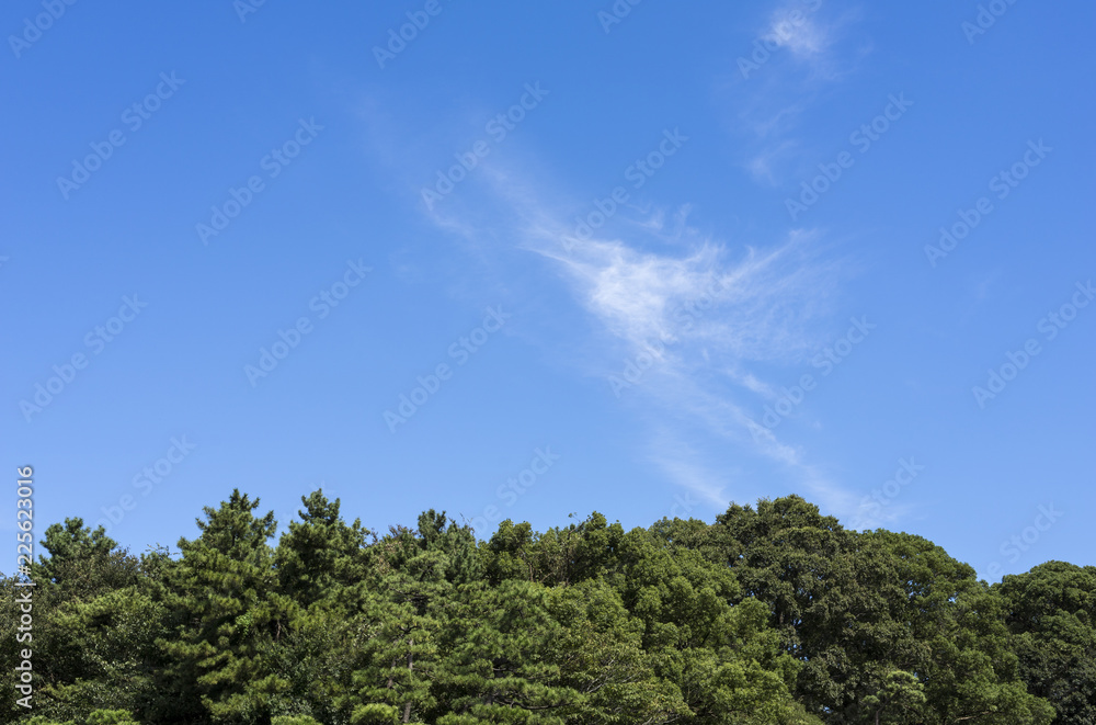 trees and blue sky