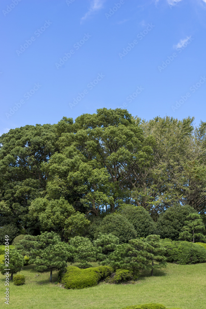 blue sky and park's green
