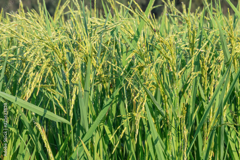 Rice field green background. Rice field green background.