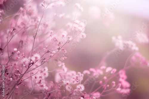 Colorful grass flower in soft and blur style for background