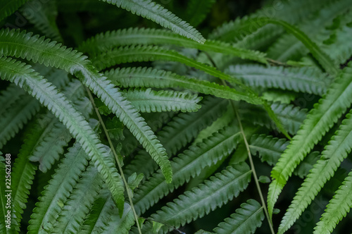 Green leaves of fern in tropical forest background. Nature concept © Chris