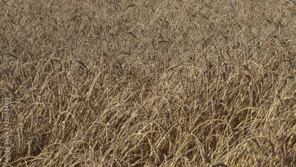 Agricultural background. Brown mature ears of wheat in the farmland in a sunny autumn day Agricultural background. Brown mature ears of wheat in the farmland in a sunny autumn day