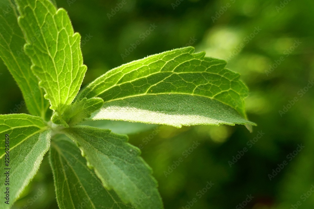 Stevia plant.Stevia rebaudiana, sweetener herb. vegetable sweetener. green twig stevia on green blurred background.healthy diet food Stevia plant.Stevia rebaudiana, sweetener herb. vegetable sweetener. green twig stevia on green blurred background.healthy diet food