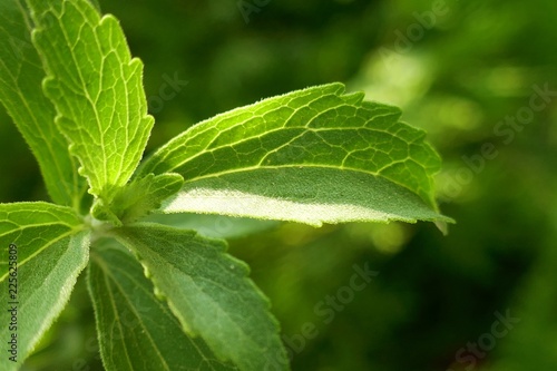Stevia plant.Stevia rebaudiana, sweetener herb. vegetable sweetener.  green twig stevia on green blurred background.healthy diet food photo