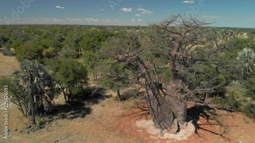 4K aerial shot, wide circle around an 3000 year old beautiful 2 trunk boabab tree, nambia photo