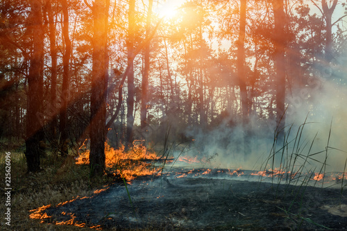 Forest fire. fallen tree is burned to the ground a lot of smoke when wildfire