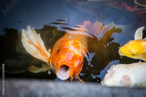 Fancy carp swimming in a pond. photo