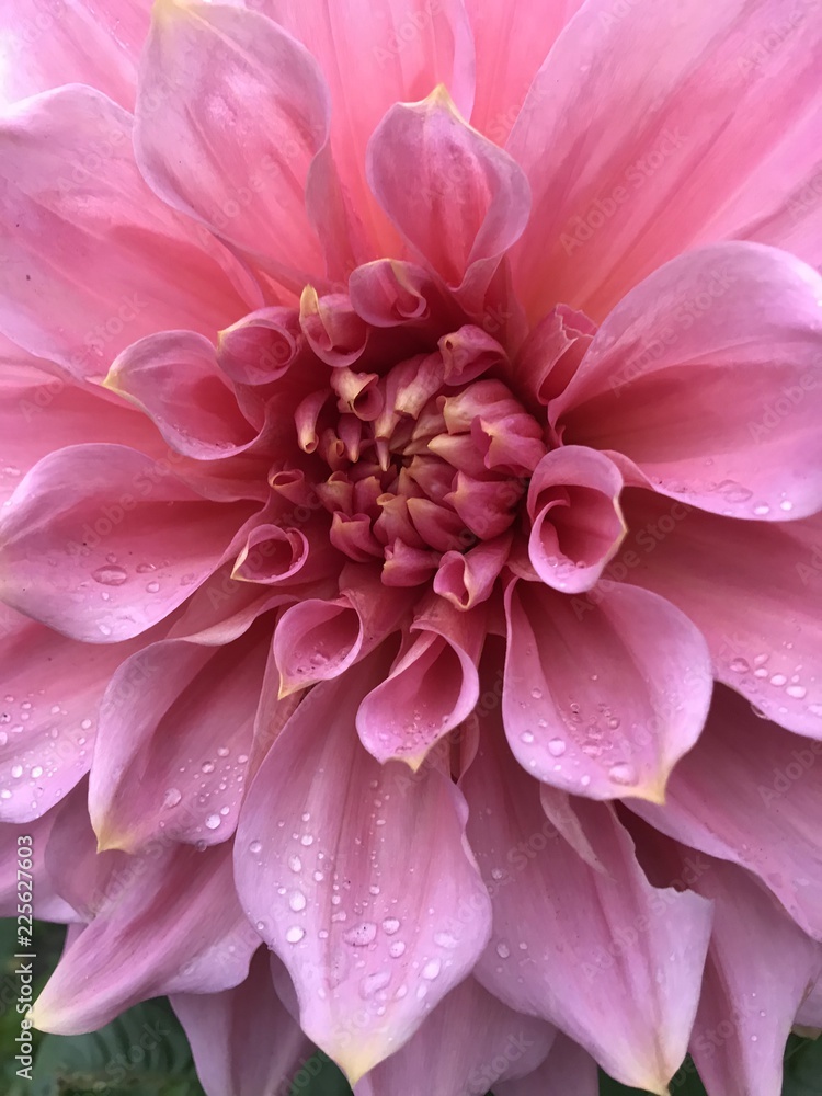 Chrysanthemum 1