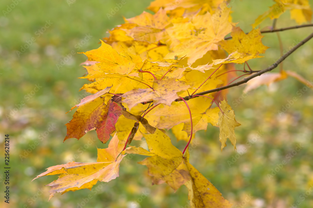 Fototapeta premium A branch with yellow maple leaves on a background of green grass