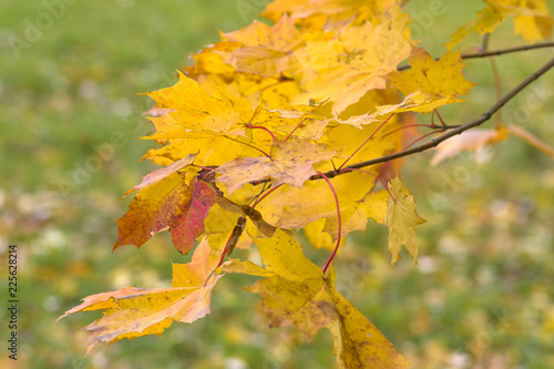 A branch with yellow maple leaves on a background of green grass