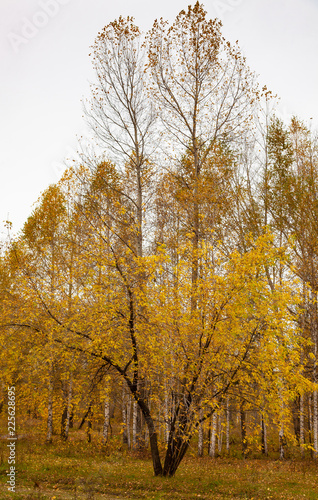 Autumn landscape, yellow trees.