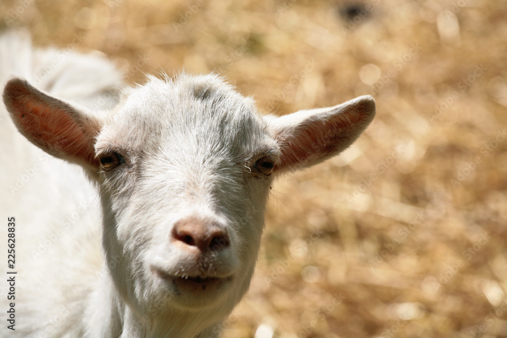 Obraz premium farm goat