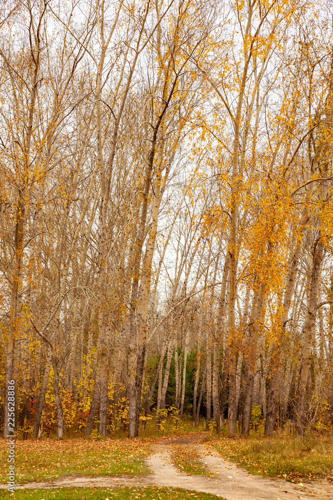 Autumn landscape, yellow trees.