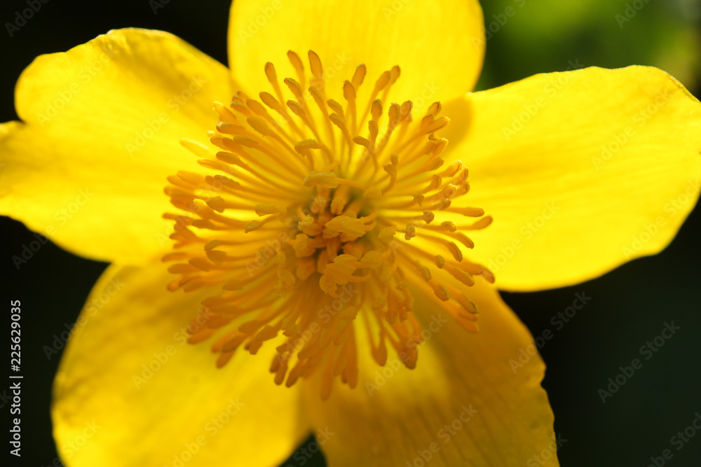 Yellow Daisy Yellow Daisy