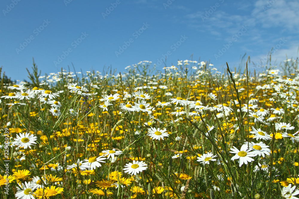 Field with yellow and white daisy flowers