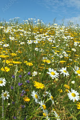Field with yellow and white daisy flowers © jeancliclac