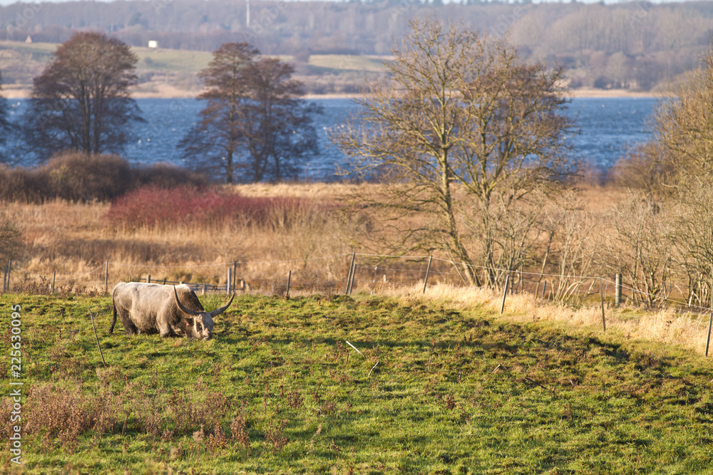 Fototapeta premium danish cow