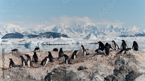 Nesting Adelie Penguin colony, Yalour Islands, Antarctic Peninsula