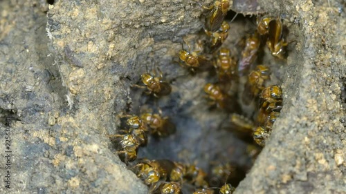 Slow motion of entrance to a meliponine bee nest. Bees enter and leave hole, others are repairing the funnel edge.  On the raised soil mound of a leaf cutter ant nest. In tropical rainforest, Ecuador photo