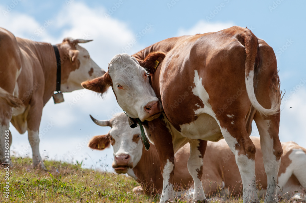 A group of Swiss red white cows, grazing in a meadow in the Italian Dolomites. The Dolomites are part of the Italian Alps, seen here on a summer afternoon. Image taken near the Giau Pass A group of Swiss red white cows, grazing in a meadow in the Italian Dolomites. The Dolomites are part of the Italian Alps, seen here on a summer afternoon. Image taken near the Giau Pass