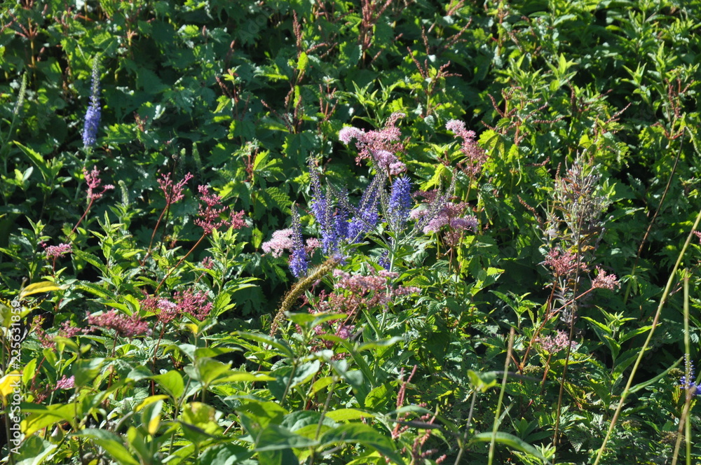 青い花 山草 高山植物 花 初夏 Stock 写真 Adobe Stock 青い花 山草 高山植物 花 初夏 Stock 写真 Adobe Stock